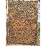 Срочно продам пчелопакеты карпатской породы, пчелопакеты киев
