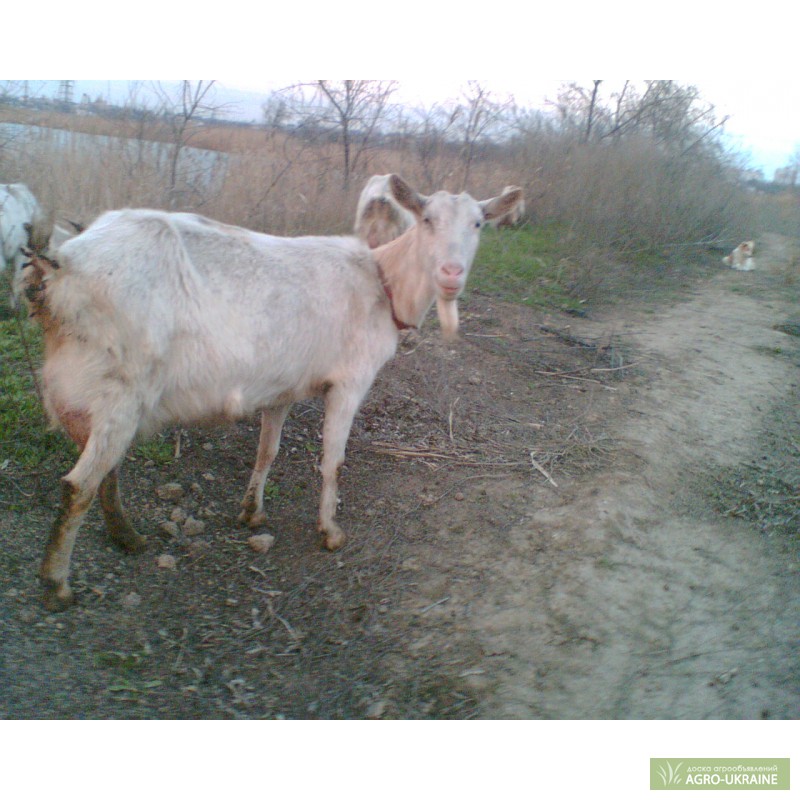 Фото 3. Зааненские козы