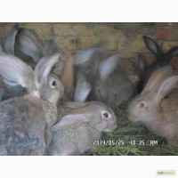 Продам кроликов серый великан