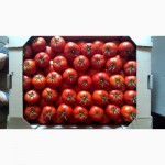 Продам тепличный помидор томаты черри:марголь, эни-джери. помидоры:анталия, , сашер