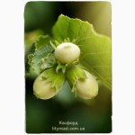 Купить саженцы плодовых деревьев - лучшие сорта почтой по Украине