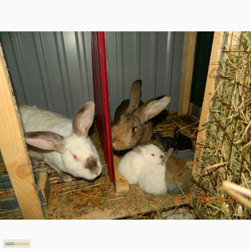 Фото 7. Клетки для кроликов