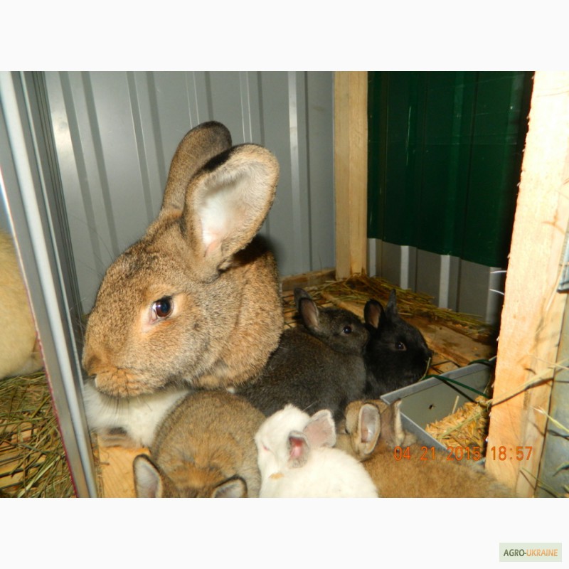 Фото 8. Клетки для кроликов