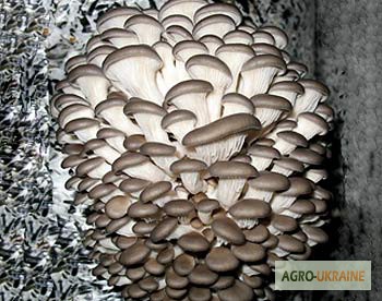 Фото 2. Выращивание грибов в домашних условиях