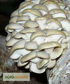 Выращивание грибов в домашних условиях