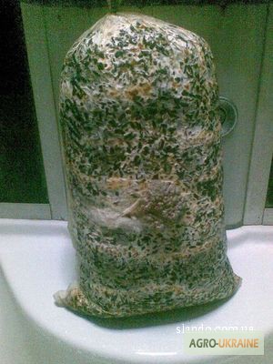 Фото 3. Выращивание грибов в домашних условиях