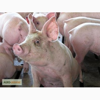 Комбикорм для свиней финиш 65-115 кг