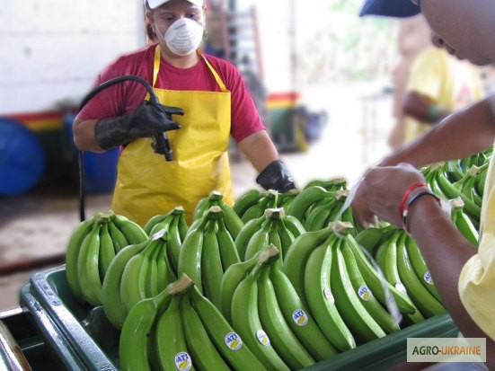 Фото 3. Бананы оптом из Эквадора