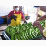 Бананы оптом из Эквадора