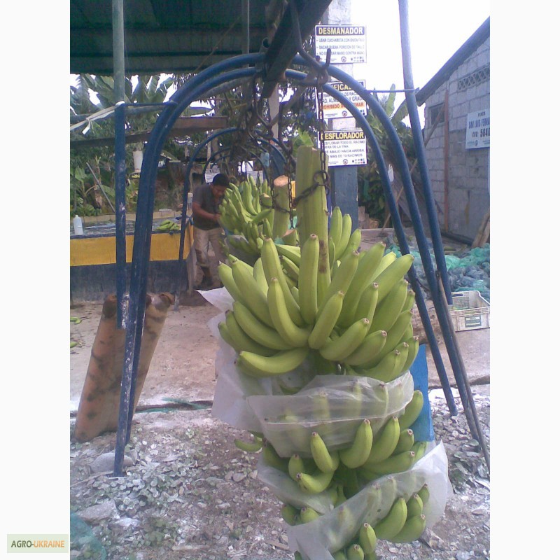 Фото 2. Бананы оптом из Эквадора
