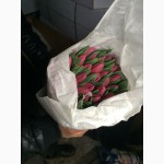 Тюльпани ОПТОМ.Голландія
