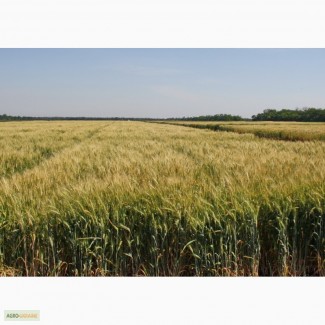 Семена твердой пшеницы озимой - сорт Гардемарин. Элита