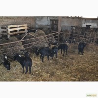 Продам баранов Романовской породы живым весом