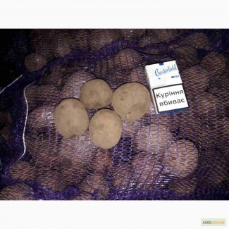 Продам товарный и семенной картофель, Романо