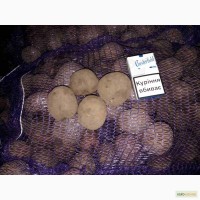 Продам товарный и семенной картофель, Романо