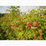 Саженцы малины (Seedlings raspberry)