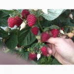 Саженцы малины (Seedlings raspberry)