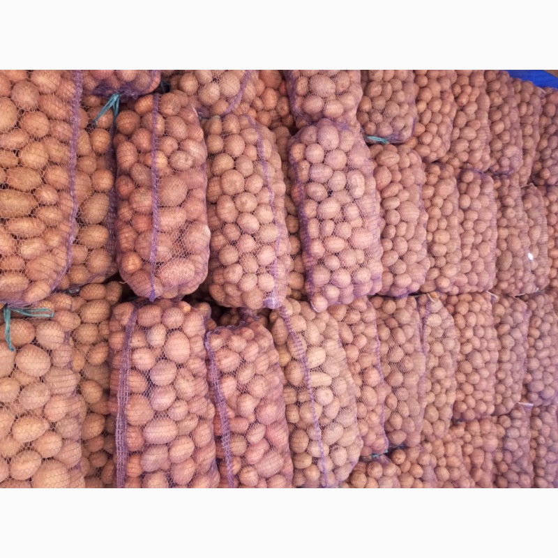 Фото 5. Продам картоплю як велику так і насіневу є великий вибір