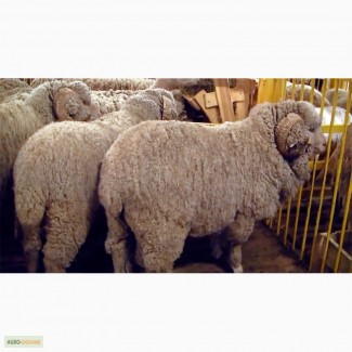 Куплю овец породы меринос и романовские
