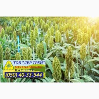 Семена озимой пшеницы Богдана, урожай 2017 года от компании Дер Трей