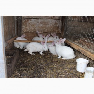 Продам кролі породи Термонська біла, молодняк