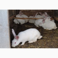 Продам кролі породи Термонська біла, молодняк