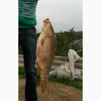Продажа живой рыбы: Рамчатый карп, Толстолоб