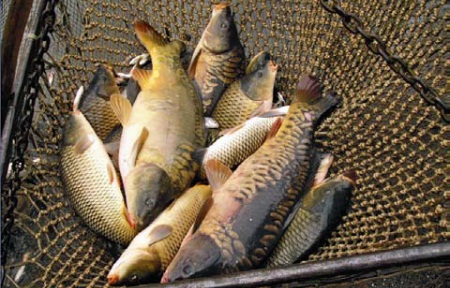 Фото 4. Продажа живой рыбы: Рамчатый карп, Толстолоб