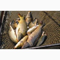 Продажа живой рыбы: Рамчатый карп, Толстолоб