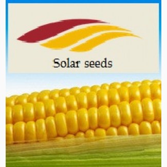 Семена кукурузы Ален Солар Сидс, ФАО 250 Франция