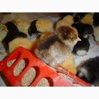 Суточные цыплята, утята, гусята(опт и розница)