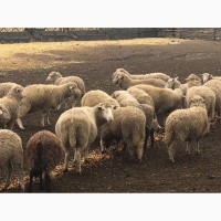 Вівці меренос