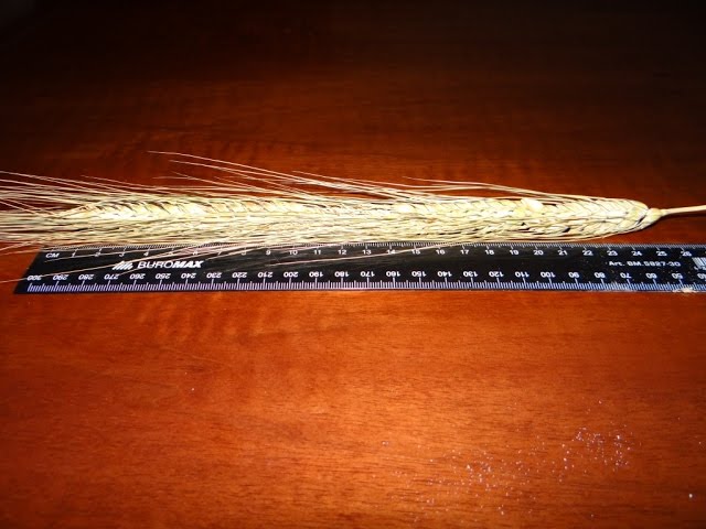 Фото 5. Продам семена канадського озимого ячменя насіння ячменю еліта