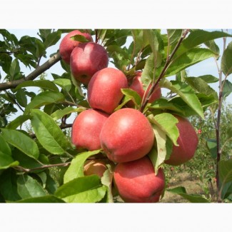 Продам яблука із власного саду