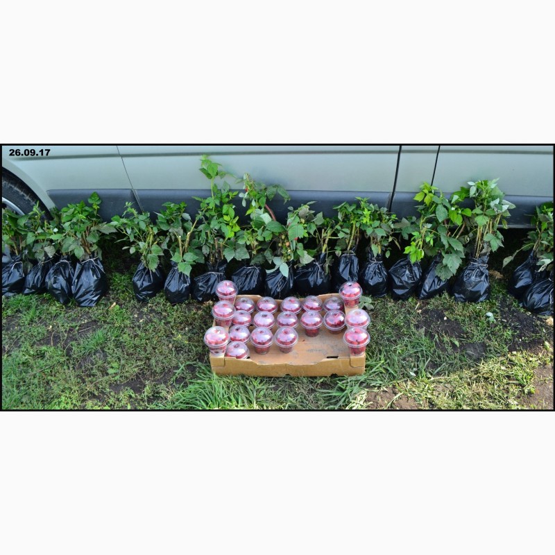 Фото 10. Реализация саженцев малины сорта Maravilla на 2019 г