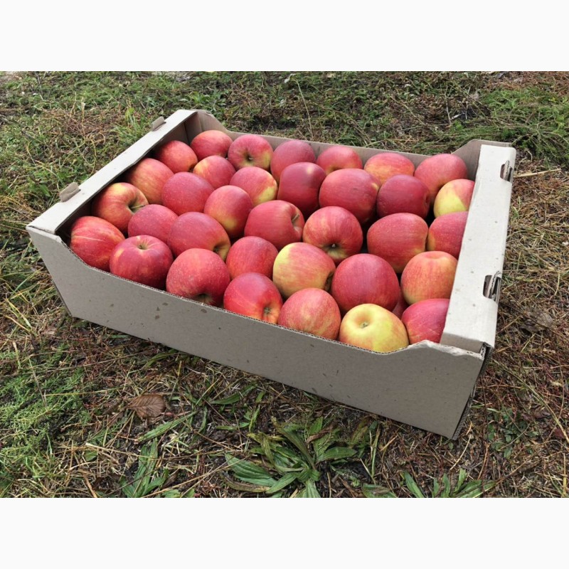 Фото 4. Продаємо яблука ОПТОМ від 2 т