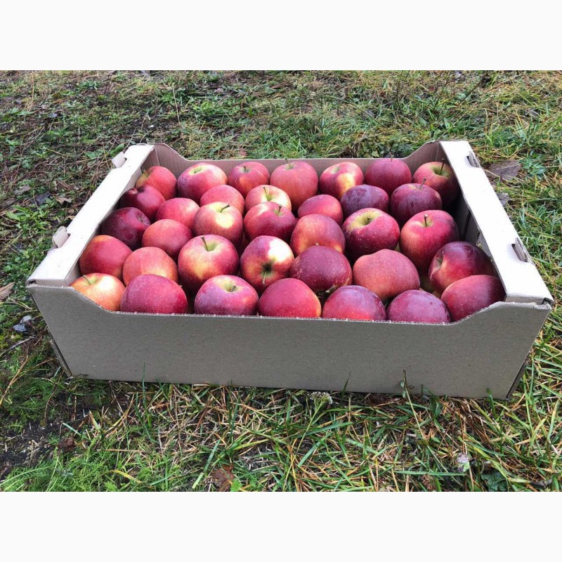 Фото 8. Продаємо яблука ОПТОМ від 2 т