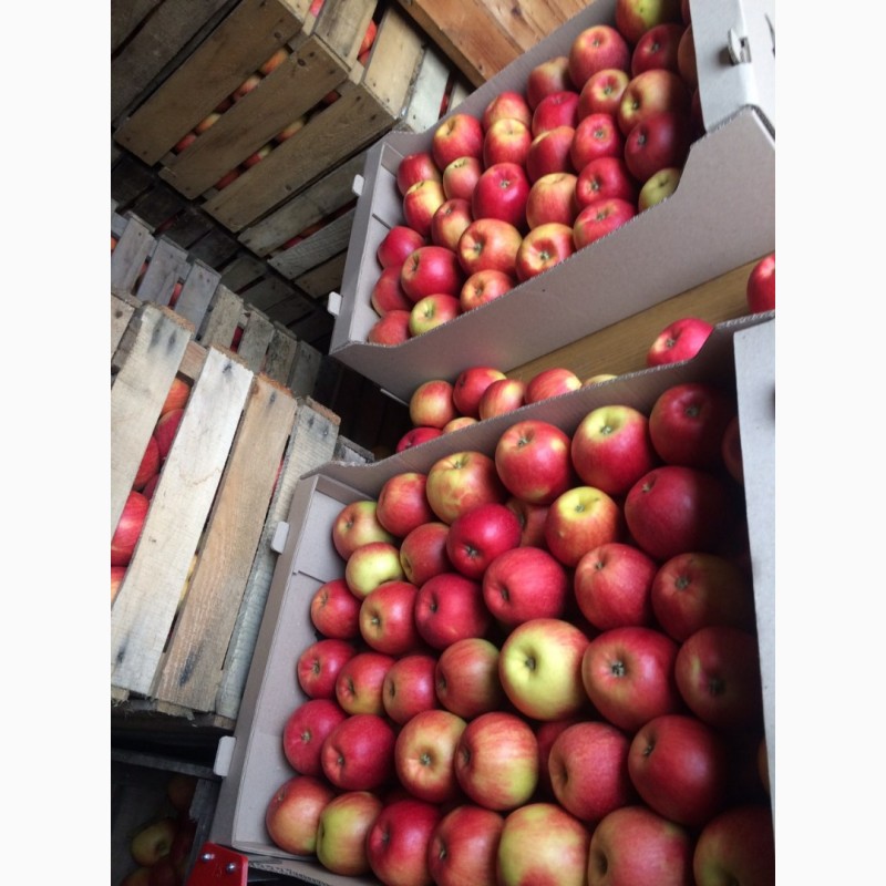 Фото 2. Продаємо яблука ОПТОМ від 2 т