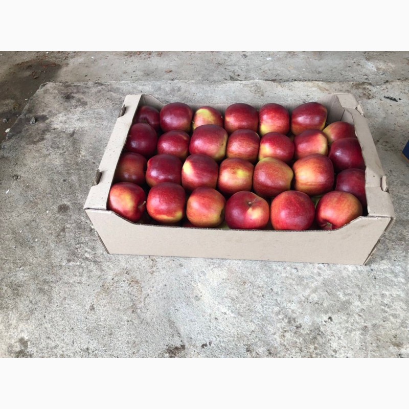 Фото 9. Продаємо яблука ОПТОМ від 2 т