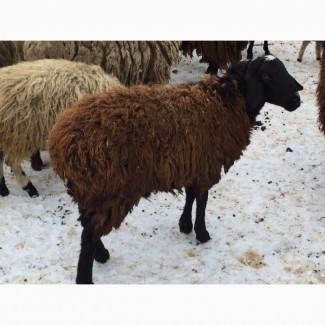 Ярки, овцематки гиссарской породы курдючные