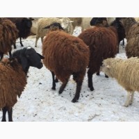 Ярки, овцематки гиссарской породы курдючные
