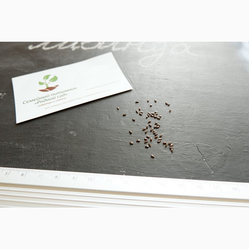 Фото 5. Лаванда настоящая семена (20 шт) леванда, лавенда, цветная трава насіння + инструкция