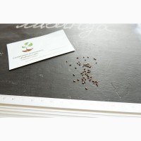 Лаванда настоящая семена (20 шт) леванда, лавенда, цветная трава насіння + инструкция