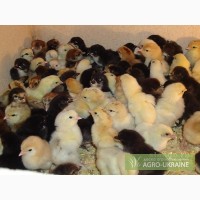 Реализуем суточных цыплят с домашнего инкубационного яйца