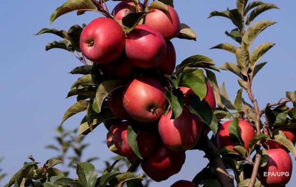 Фото 2. Продам якісні сортові яблука оптом