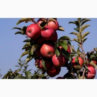 Продам якісні сортові яблука оптом