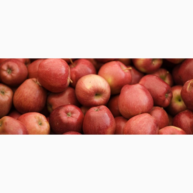 Фото 5. Продам якісні сортові яблука оптом