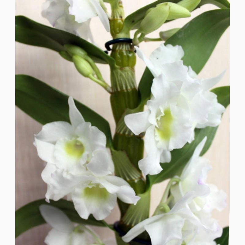 Фото 3. Комплект 6 саженцев орхидей в контейнере - 250 грн. Акция