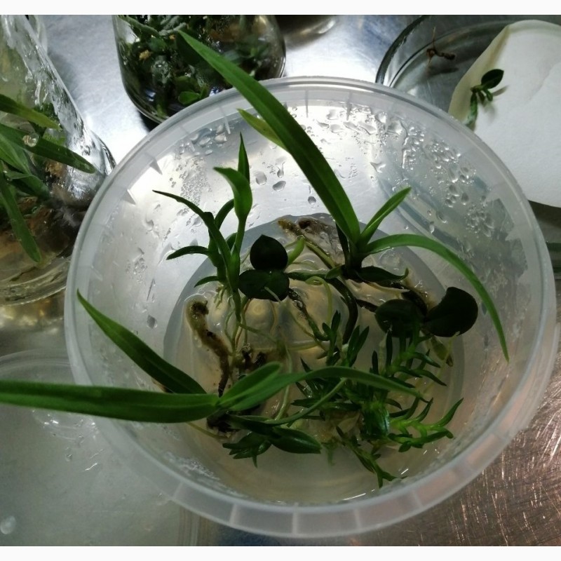 Фото 4. Комплект 6 саженцев орхидей в контейнере - 250 грн. Акция