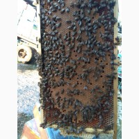Бакфаст бджолосімї
